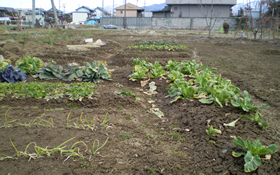 東側:家庭菜園